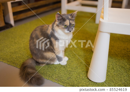 Adorable tabby cat sitting on kitchen floor staring at camera. 85524619