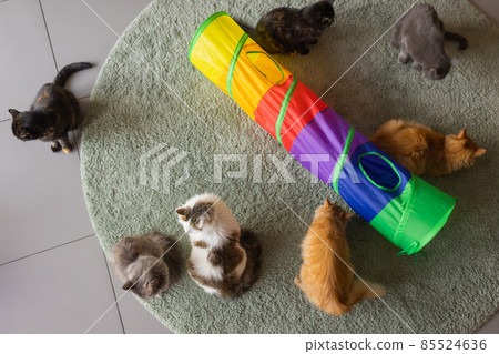 Calico Cat Framed and Alert in Cat Tunnel Toy. 85524636