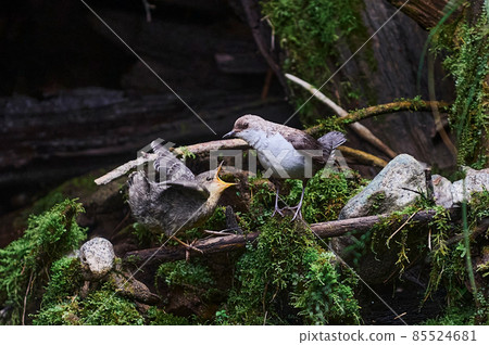 Baby bird sittiing on edge of the nest and trying to fly. 85524681