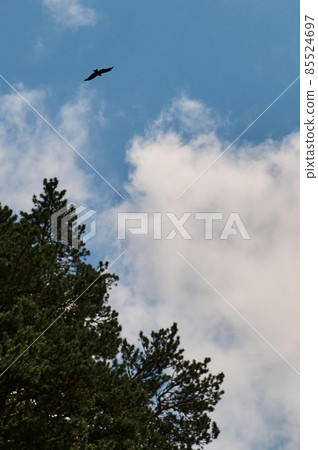 Silhouette Steppe eagle flying under the bright sun and cloudy sky in summer. Silhouette Steppe eagle flying under the bright sun and cloudy sky in summer. 85524697