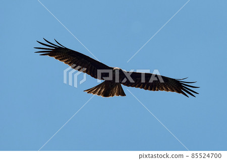 Silhouette Steppe eagle flying under the bright sun and cloudy sky in summer. 85524700