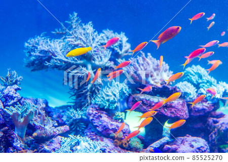 Coral reef image 85525270