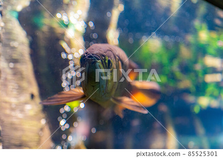Arowana Arowana 85525301