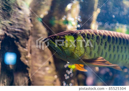 金龍魚 金龍魚 85525304
