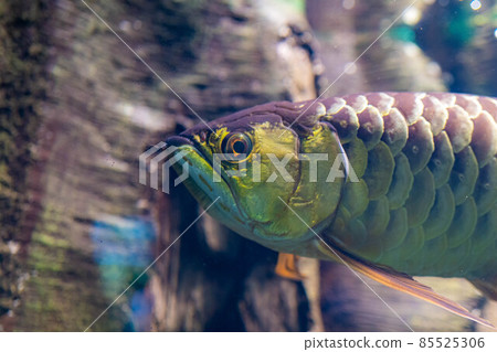 金龍魚 85525306