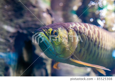 金龍魚 85525308