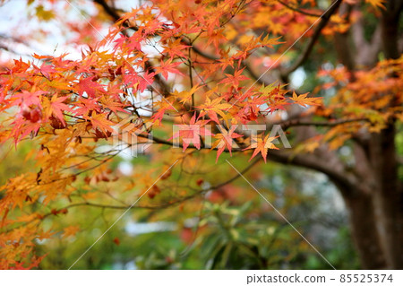 秋葉山芋 85525374