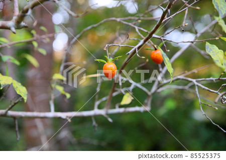 Fruit of tsukubaneki Fruit of tsukubaneki 85525375