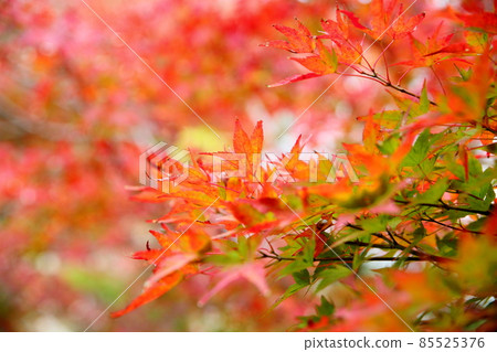 秋葉山芋 85525376