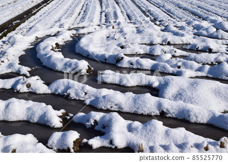 山形縣積雪的稻田 85525770