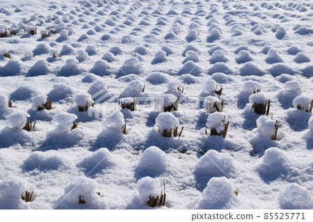 山形縣積雪的稻田 85525771
