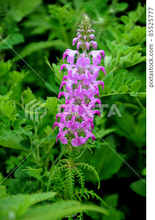 Rebun Island Flower Kitayotsubashiogama 85525777