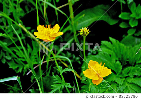 Rebun Island Flower Leven Trollius Rebun Island Flower Leven Trollius 85525780