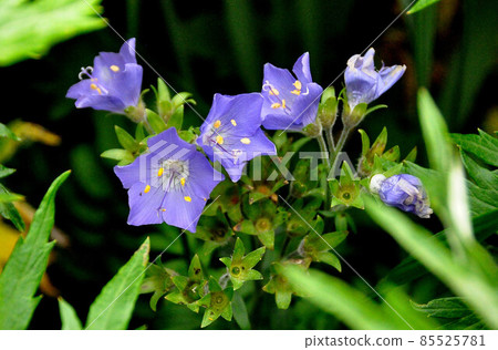 Rebun Island Flower Leven Hanashinobu Rebun Island Flower Leven Hanashinobu 85525781