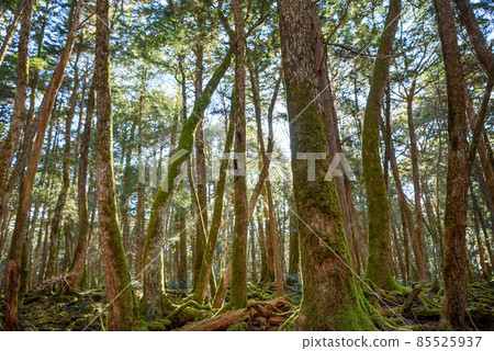 由長岩火山噴發形成的巨大富士青木原樹海,在神秘的森林中 由長岩火山噴發形成的巨大富士青木原樹海,在神秘的森林中 85525937