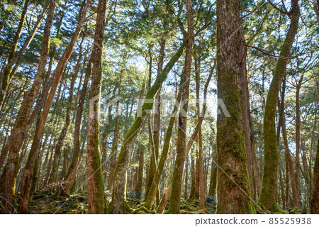 The vast Fuji Aokigahara Jukai created by the Jogan eruption, in a mysterious forest 85525938
