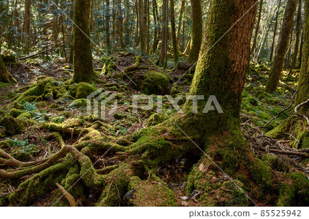 由長岩火山噴發形成的巨大富士青木原樹海，在神秘的森林中 85525942