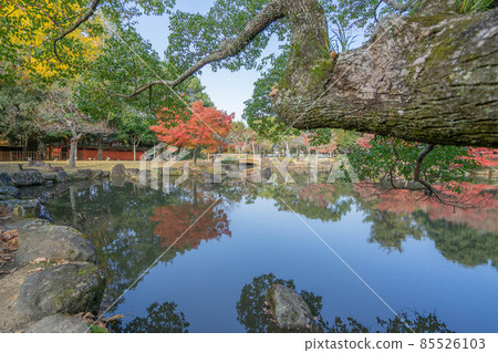 奈良公園 85526103