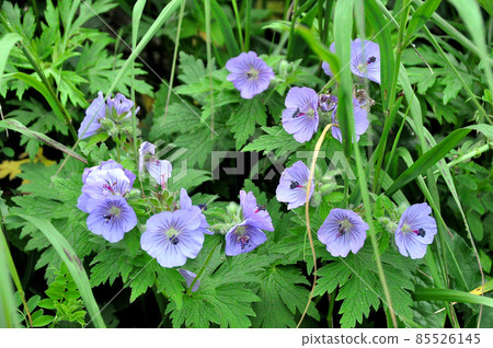 Rebun Island Flower Chishima Furo 85526145