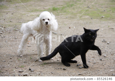 Pet dog ♡ Leon, a white toy poodle, has become friends with a black stray cat. Pet dog ♡ Leon, a white toy poodle, has become friends with a black stray cat. 85526146