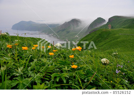 Rebun Island Flower Leven Trollius 85526152