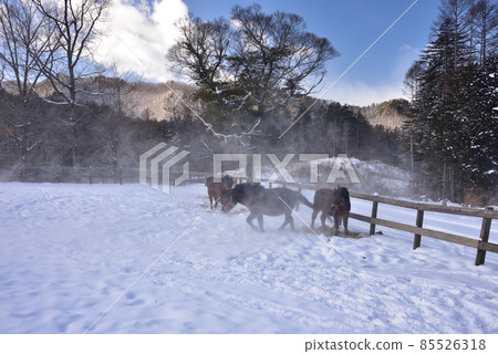 雪樹相馬之裡 雪樹相馬之裡 85526318
