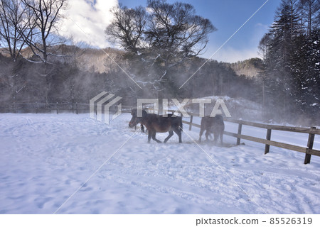 雪樹相馬之裡 雪樹相馬之裡 85526319