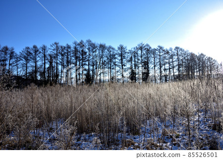 霜和白霜在早晨的陽光下閃閃發光 霜和白霜在早晨的陽光下閃閃發光 85526501