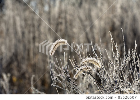 Frost and hoarfrost shining in the morning sun 85526507