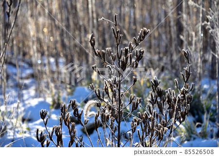 Frost and hoarfrost shining in the morning sun 85526508
