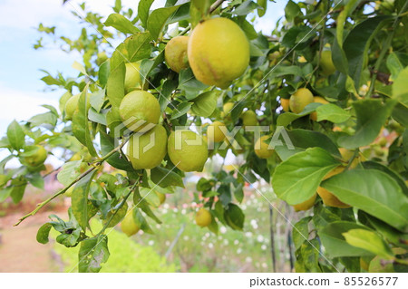 Good harvest lemon fruit Good harvest lemon fruit 85526577