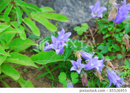 禮文島花千島木峽 85526955