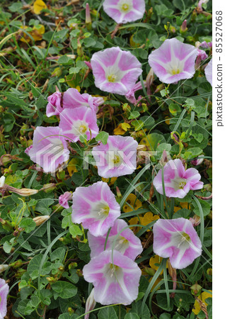 禮文島花旋花 禮文島花旋花 85527068