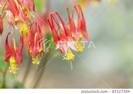 Achillegia Canadensis 小燈籠 Yurigahara Park 札幌 Achillegia Canadensis 小燈籠 Yurigahara Park 札幌 85527394