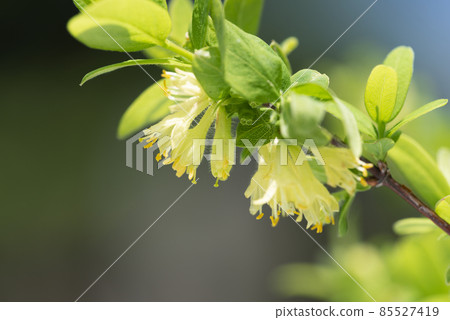 Kuromi no Uguisukagra Yurigahara Park Sapporo City 85527419