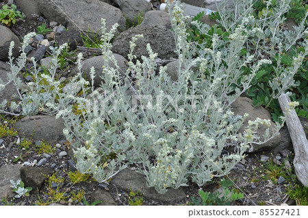 Rebun Island Flower White Yomogi 85527421