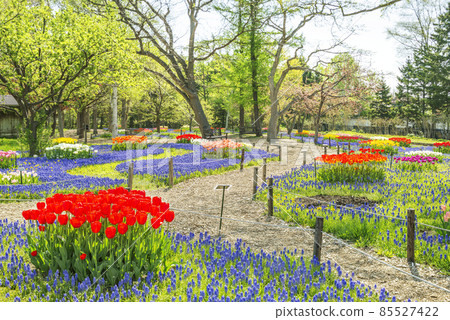 Muscari Road Yurigahara Park Sapporo City 85527422