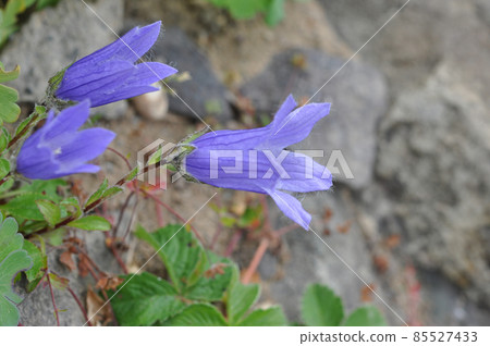 禮文島花千島木峽 85527433