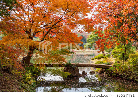 東京的秋葉、六義園、渡月 85527481