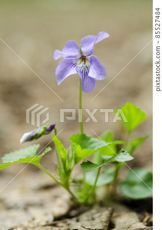 Tachi-Kusou Mile Sapporo City Tachi-Kusou Mile Sapporo City 85527484