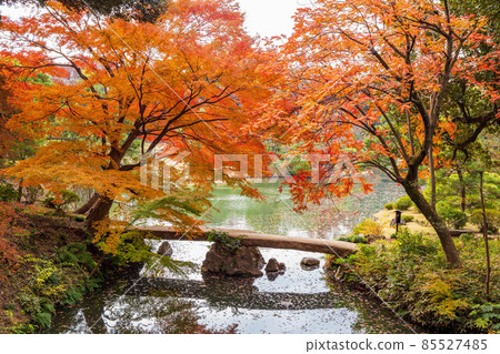 Autumn leaves in Tokyo, Rikugien Garden, Togetsukyo Autumn leaves in Tokyo, Rikugien Garden, Togetsukyo 85527485