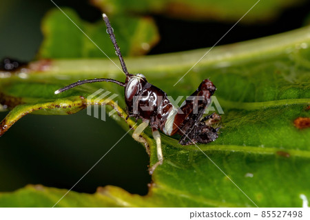 Stridulating Slant-faced Grasshopper Nymph 85527498