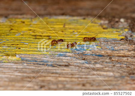 Adult Higher Myrmicine Ants Adult Higher Myrmicine Ants 85527502