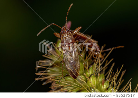 Adult Pentatomomorph Bug Adult Pentatomomorph Bug 85527517