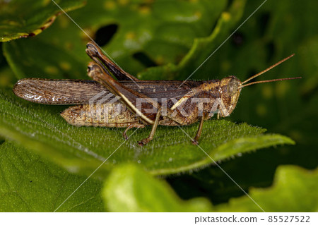 Adult Short-horned Grasshopper Adult Short-horned Grasshopper 85527522