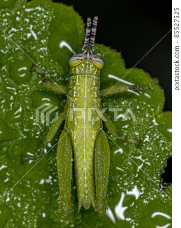Short-horned Grasshopper Nymph Short-horned Grasshopper Nymph 85527525