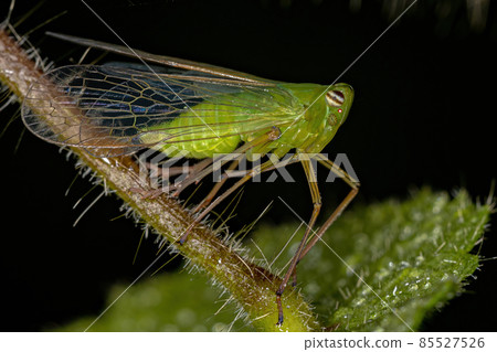 Adult Green Dictyopharid Planthopper Insect Adult Green Dictyopharid Planthopper Insect 85527526