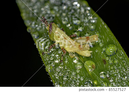 Short-horned Grasshopper Nymph Short-horned Grasshopper Nymph 85527527