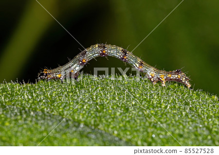 small Butterfly larva small Butterfly larva 85527528