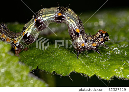 small Butterfly larva small Butterfly larva 85527529